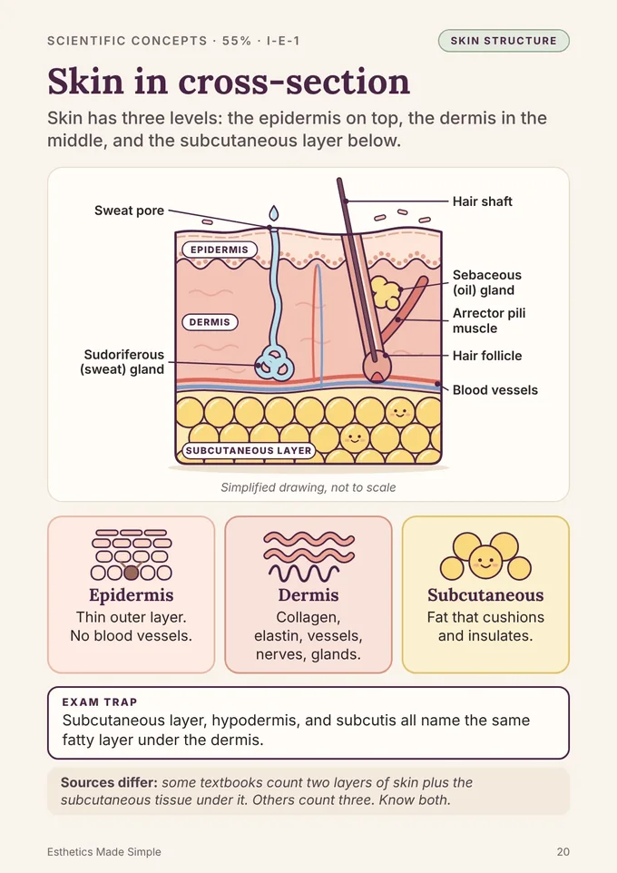 Book 1, page 20: Skin in cross-section