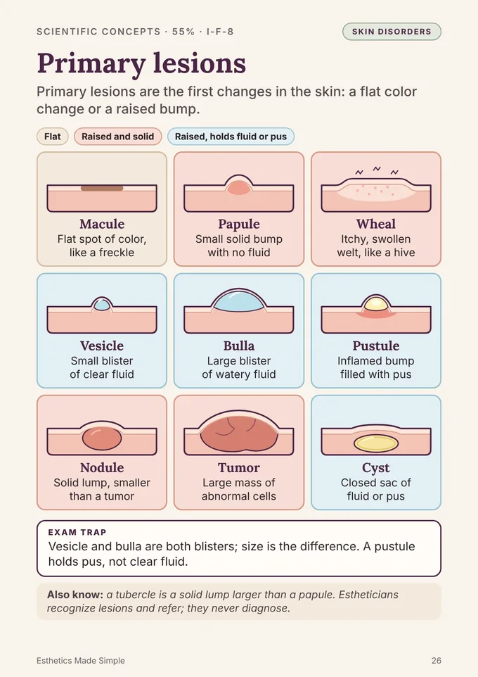 Book 1, page 26: Primary lesions, from macule, papule, and wheal to vesicle, bulla, pustule, nodule, tumor, and cyst